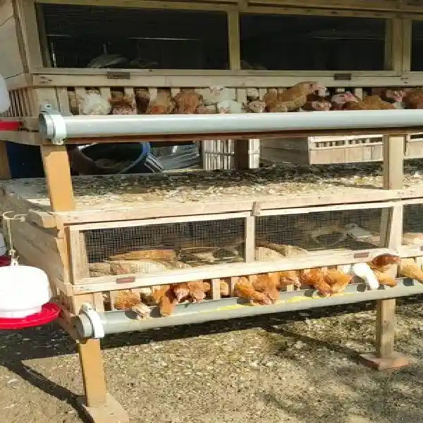 Cara Merawat Ayam Petelur Fase Produksi